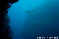 Barracudas
