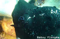 Ovula Ovum