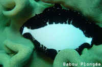 Ovula Ovum