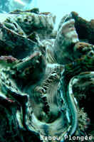B�nitier