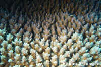 Corail