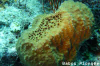 Eponge