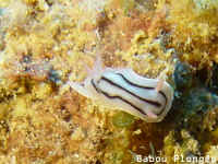 Nudibranche