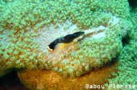 Nudibranche
