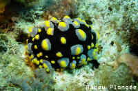 Nudibranche