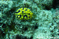 Nudibranche