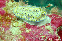 Nudibranche