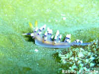 Nudibranche