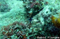 Nudibranche