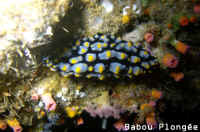 Nudibranche
