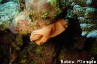 Ponte de nudibranche