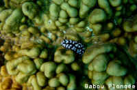 Nudibranche