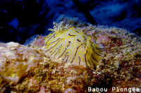 Nudibranche