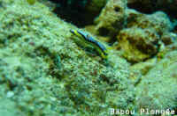 Nudibranche