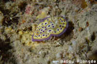 Nudibranche