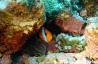Poisson