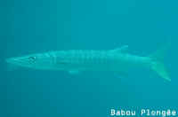 Poisson