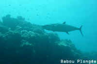 Poisson
