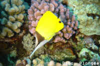 Poisson