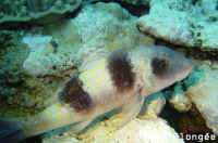 Poisson
