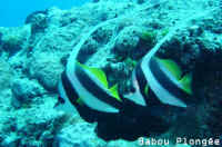 Poisson