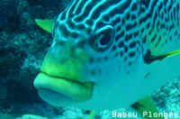Poisson