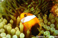 Poisson