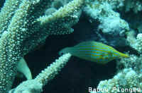 Poisson