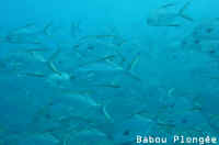 Poisson
