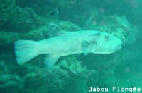 Poisson