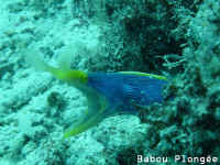 Poisson