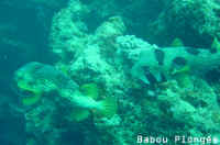 Poisson