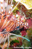 Poisson