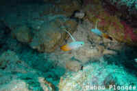 Poisson