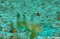 Poisson
