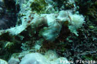 Poisson
