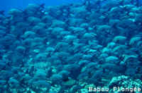 Poisson