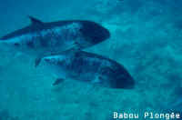 Poisson