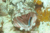 Poisson
