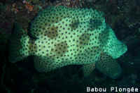 Poisson