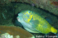 Poisson