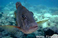 Poisson