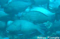 Poisson