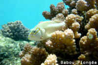 Poisson