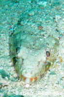 Poisson