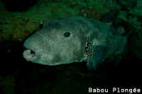 Poisson