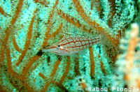 Poisson