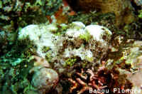 Poisson