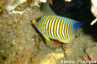 Poisson