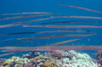 Poisson